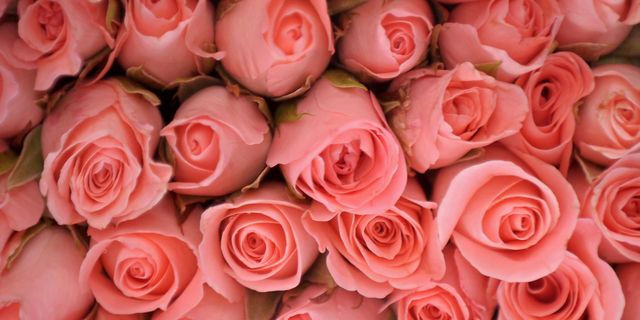 Pink roses | ELLE UK