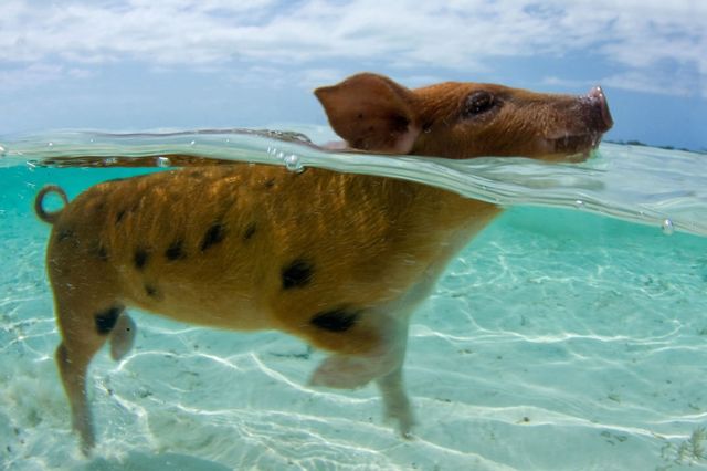 Suidae, Domestic pig, Snout, Wildlife, Water, Vacation, Sea, Ocean, Fawn, Livestock, 