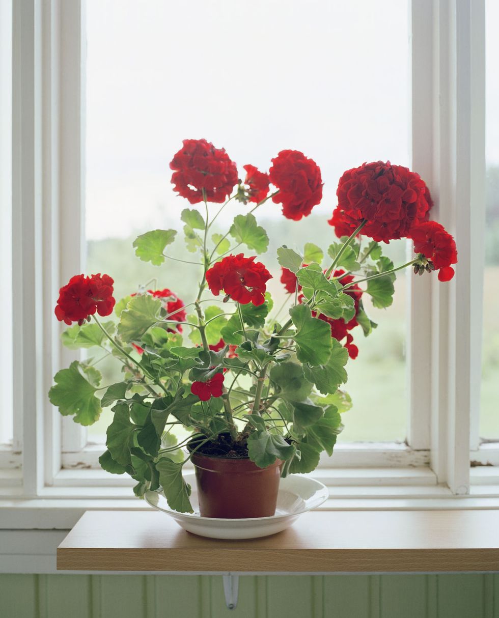 Flower, Flowering plant, Red, Flowerpot, Houseplant, Plant, Window, Petal, Cut flowers, Artificial flower, 