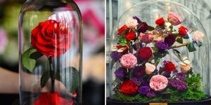 Petal, Flower, Red, Glass, Pink, Floristry, Cut flowers, Garden roses, Flowering plant, Hybrid tea rose, 