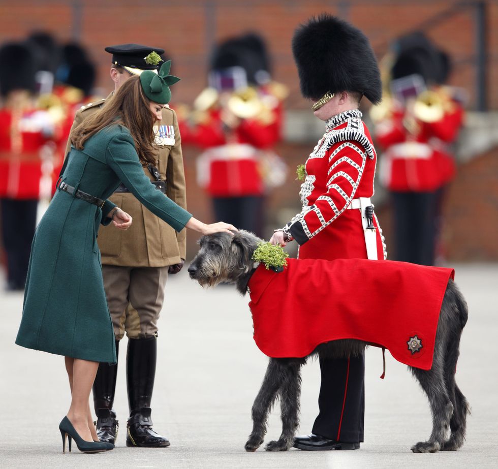 Dog, Conformation show, Canidae, Companion dog, Junior showmanship, Animal sports, Irish wolfhound, Fashion, Scottish deerhound, Kennel club, 