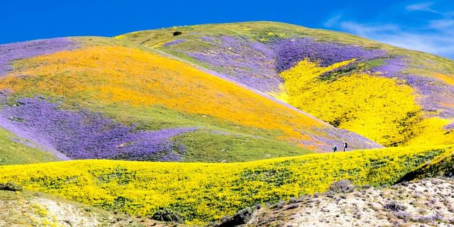 Yellow, Slope, Plant community, Natural landscape, Colorfulness, Hill, Purple, Ecoregion, Wildflower, Wilderness, 