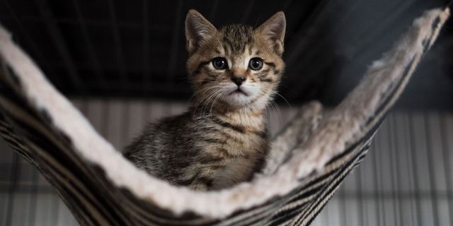 Kitten | ELLE UK