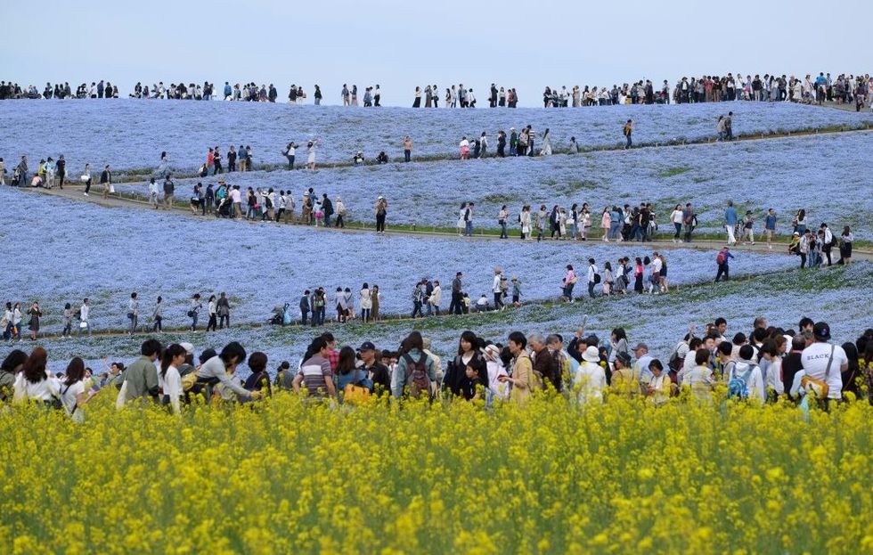 People, Flower, People in nature, Coastal and oceanic landforms, Tourism, People on beach, Holiday, Shore, Beach, Crowd, 