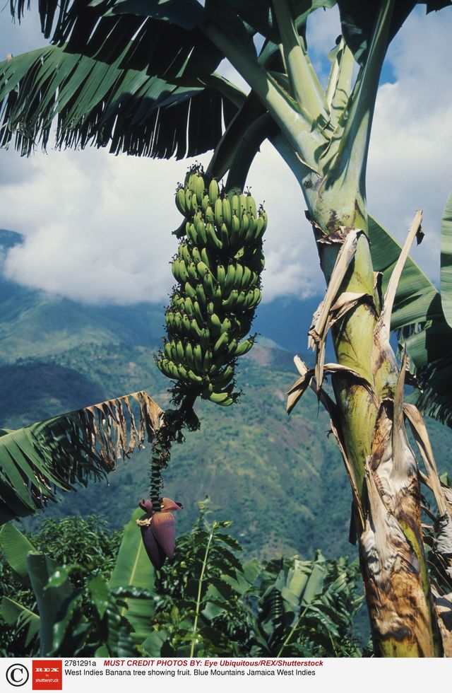 Bananas Jamaica
