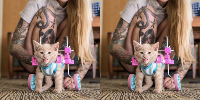 Cat Photos That Will Melt Your Heart