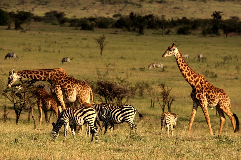 Terrestrial animal, Wildlife, Giraffe, Vertebrate, Grassland, Giraffidae, Mammal, Savanna, Nature reserve, Safari, 