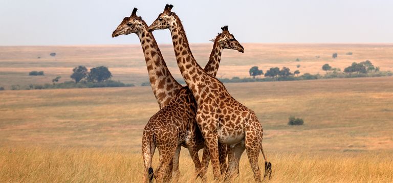 Kenya giraffes