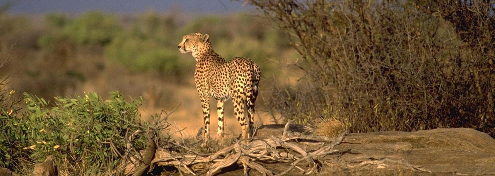 Terrestrial animal, Wildlife, Vertebrate, Mammal, Cheetah, Leopard, Felidae, Nature reserve, African leopard, Safari, 