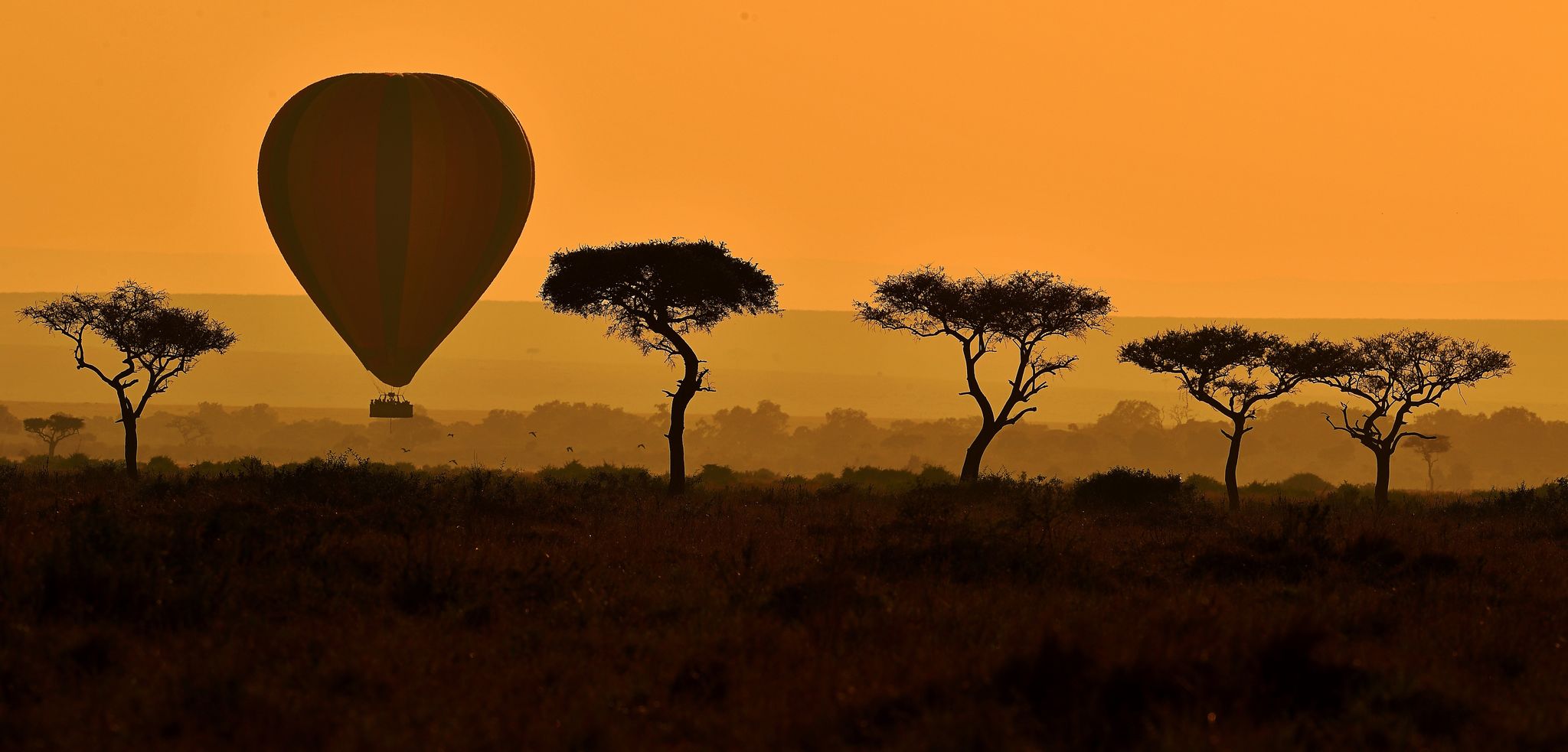 Hot air ballooning, Savanna, Sky, Natural environment, Wildlife, Tree, Safari, Hot air balloon, Natural landscape, Plain, 