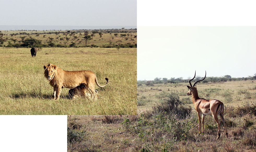 Wildlife, Vertebrate, Mammal, Terrestrial animal, Grassland, Savanna, Nature reserve, Safari, Plain, Ecoregion, 