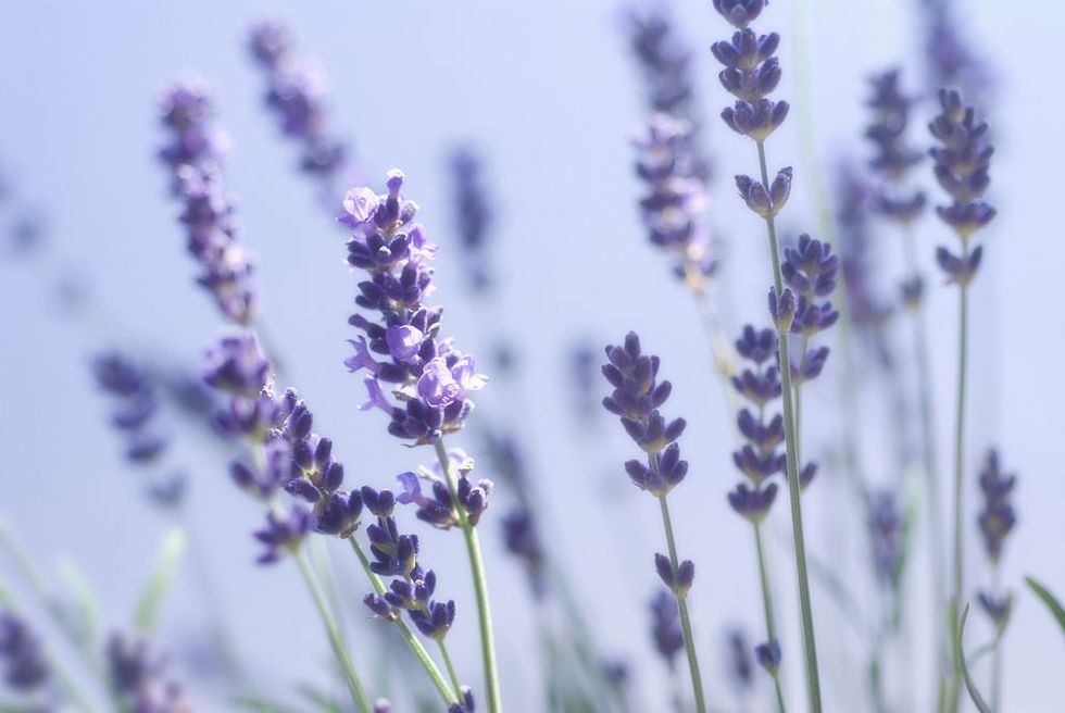 Aromatherapy essential lavender oil.