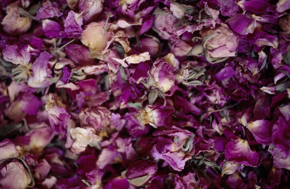 Petal, Purple, Violet, Lilac, Flower, Cut flowers, Plant, Rose, Magenta, 