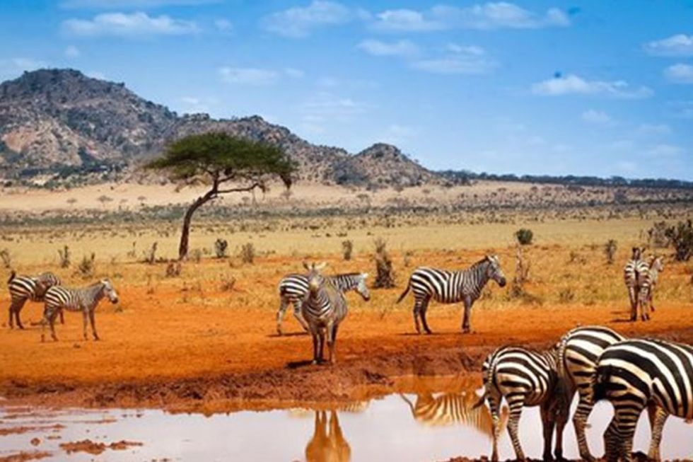 Zebra, Wildlife, Terrestrial animal, Savanna, Natural environment, Nature reserve, Herd, Grassland, Natural landscape, Plain, 