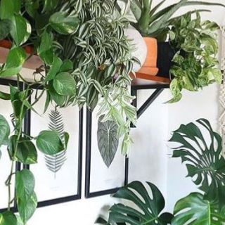 Leaf, Flowerpot, Interior design, Houseplant, Vascular plant, Plant stem, Herb, Vase, 