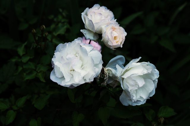 Flower, Petal, Botany, Flowering plant, Rose family, Flash photography, Rose order, Rose, Shrub, Annual plant, 