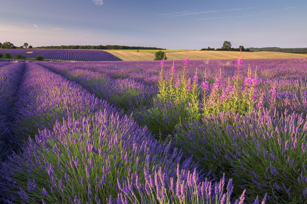 Plant, Purple, Lavender, Agriculture, Field, Lavender, Rural area, Farm, Violet, Wildflower, 