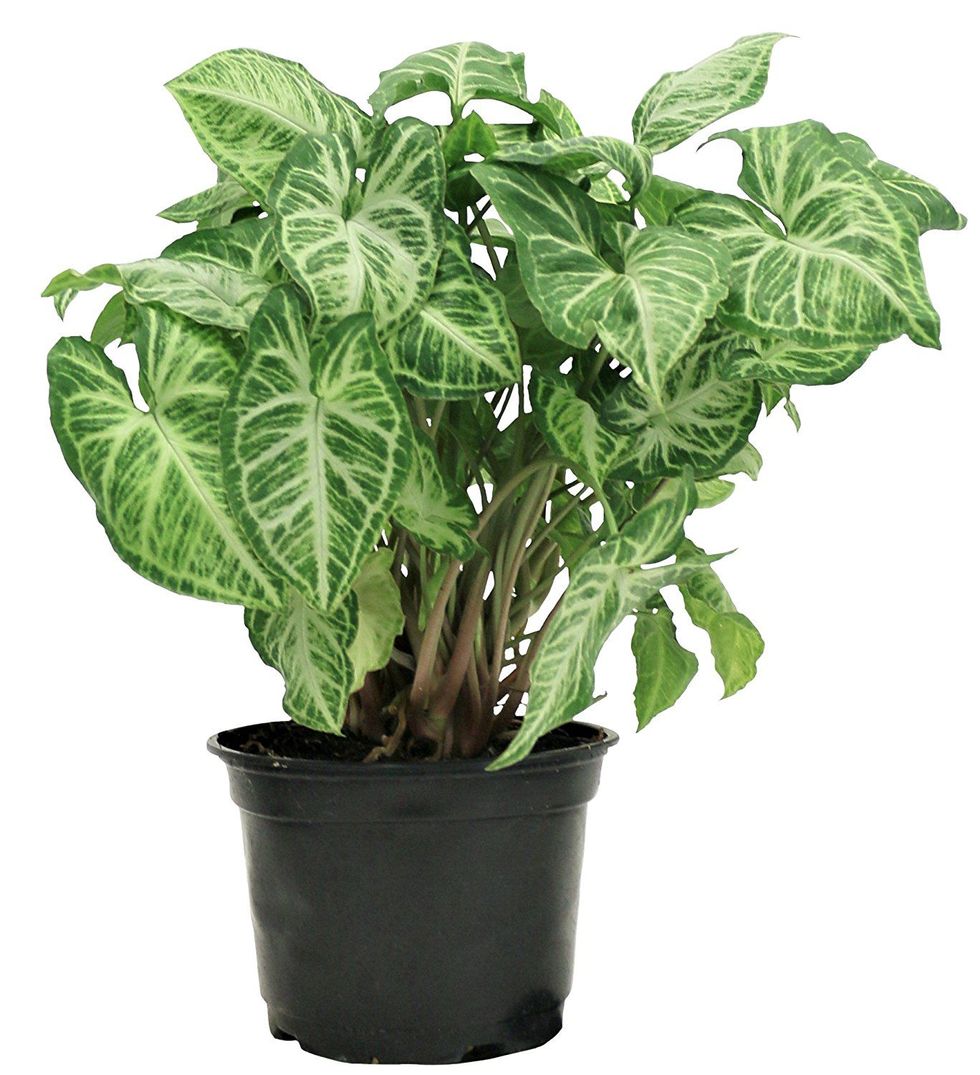Flowerpot, Leaf, Houseplant, Interior design, Herb, Annual plant, Plant stem, Anthurium, Menispermaceae, 
