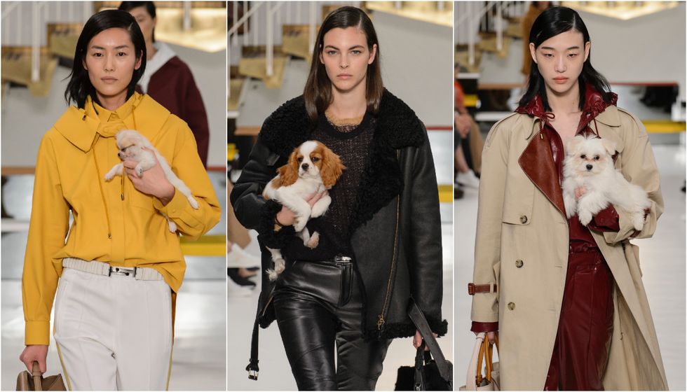Tod's dogs