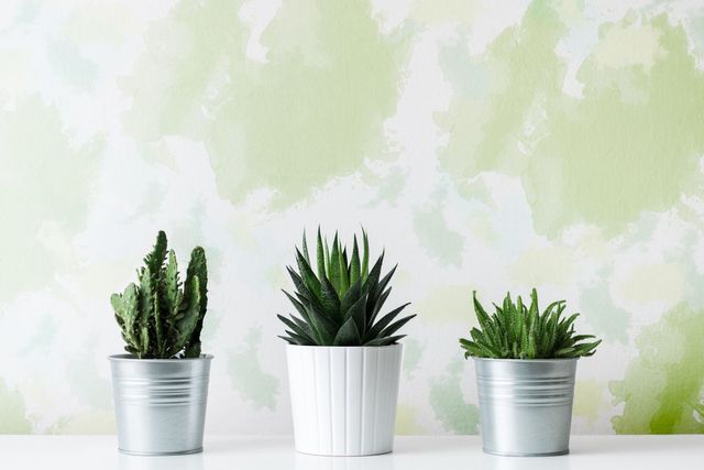 Flowerpot, Green, Terrestrial plant, Botany, Houseplant, Interior design, Flowering plant, Cactus, Vase, San Pedro cactus, 