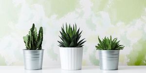 Flowerpot, Green, Plant, Terrestrial plant, Botany, Houseplant, Interior design, Flowering plant, Cactus, Vase, 