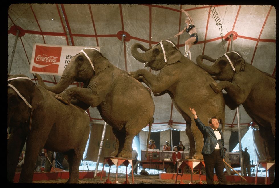 Animals circus