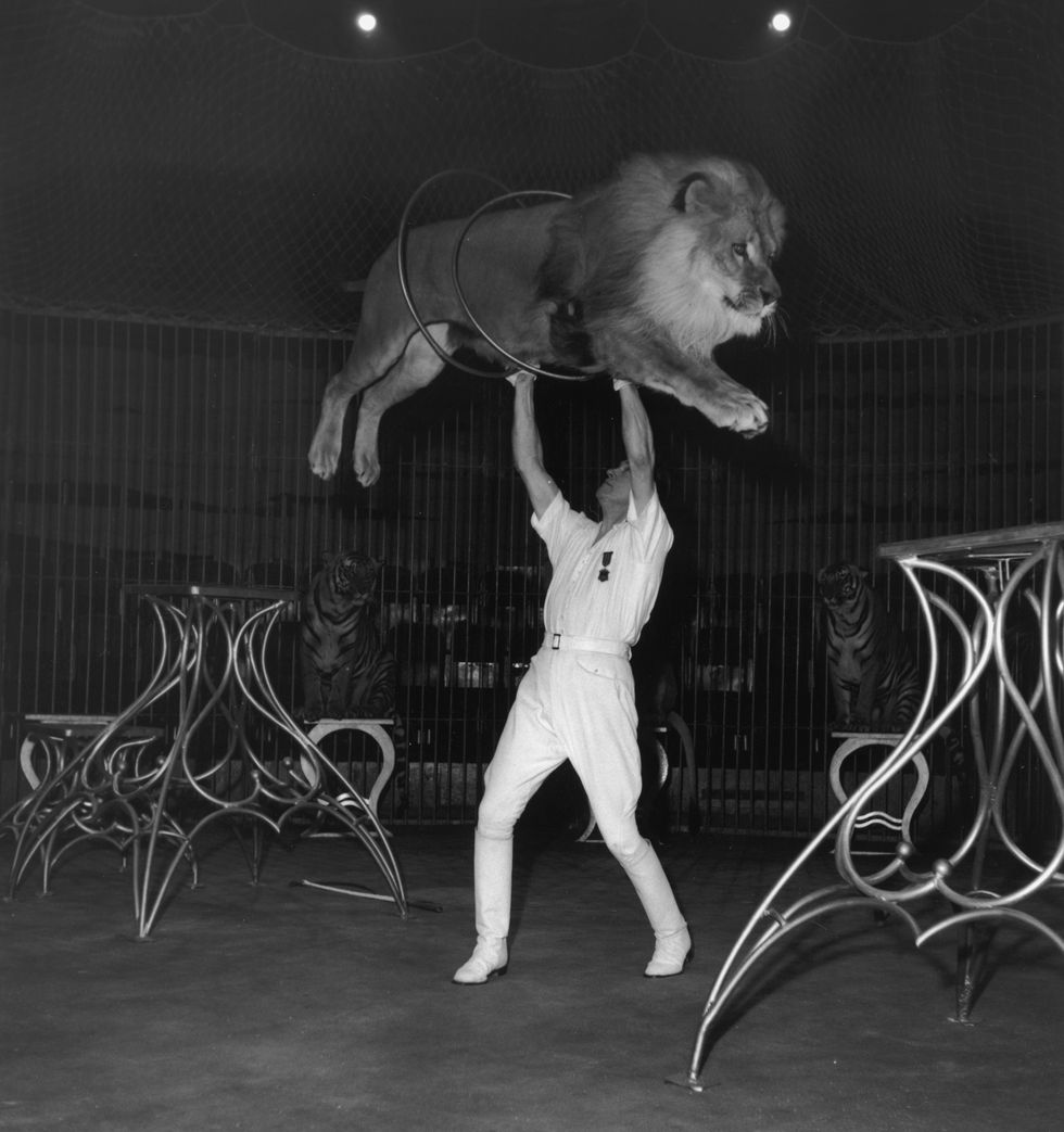 Animal circus