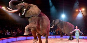 Elephants in the circus