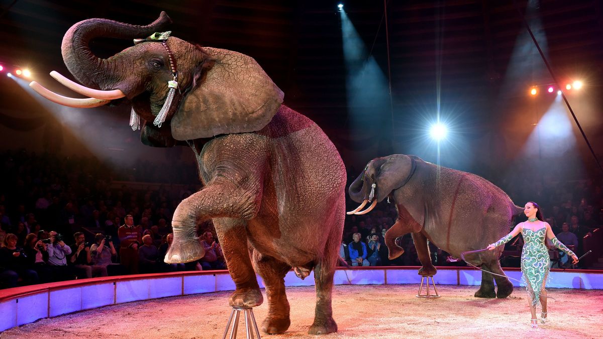 Wild Animals Are Going To Be Banned From Travelling Circuses In England By  2020, And It's About Time