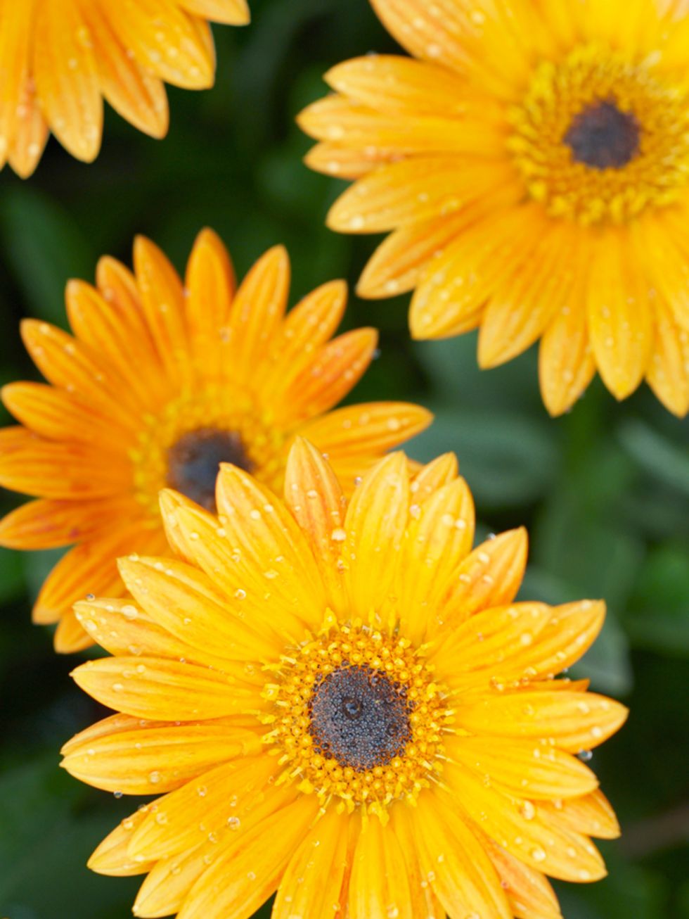 Yellow, Petal, Flower, Amber, Orange, Botany, Close-up, Flowering plant, Macro photography, Marguerite daisy, 