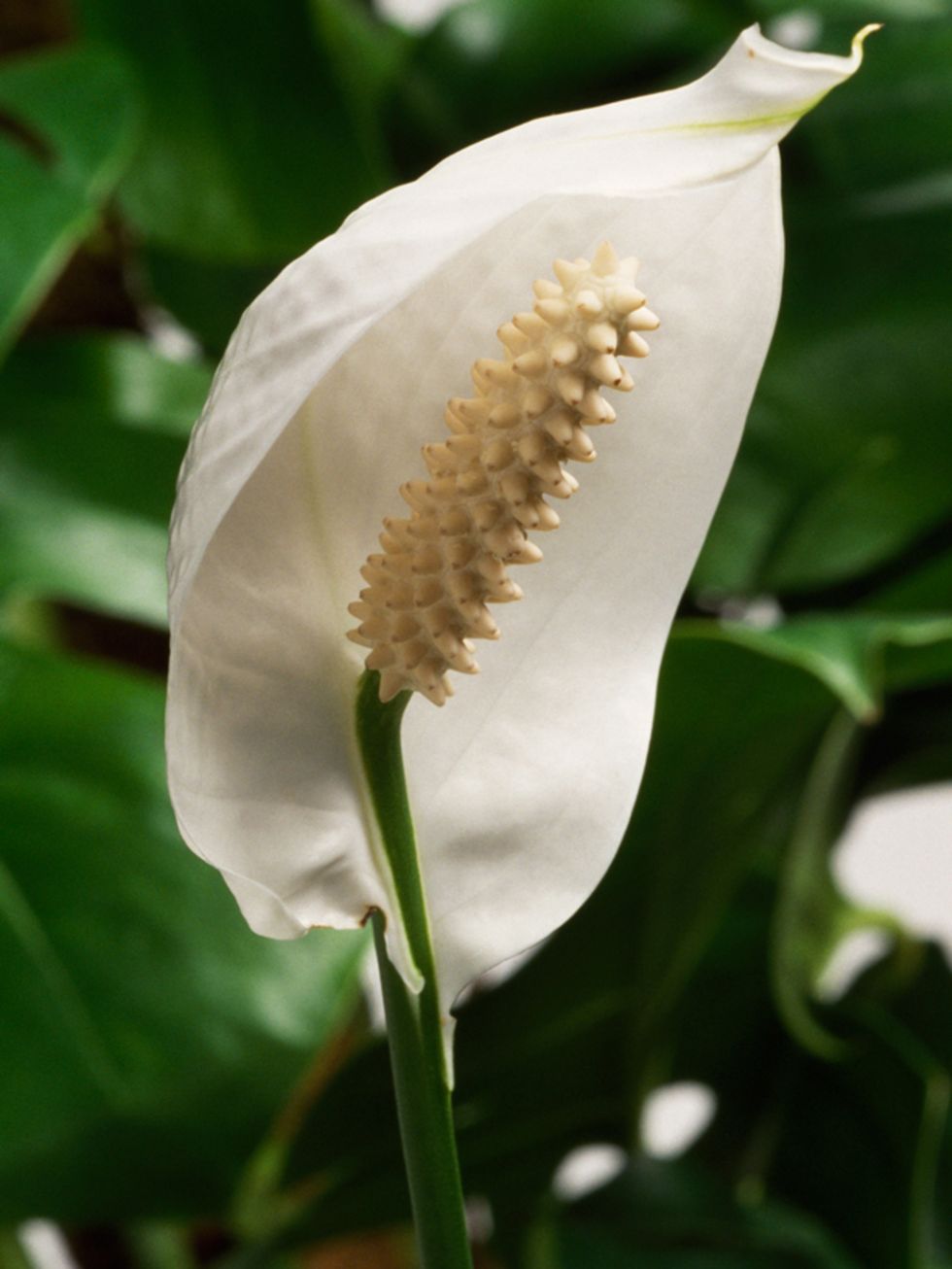 Flower, White, Botany, Flowering plant, Petal, Terrestrial plant, Close-up, Alismatales, Spring, Pedicel, 