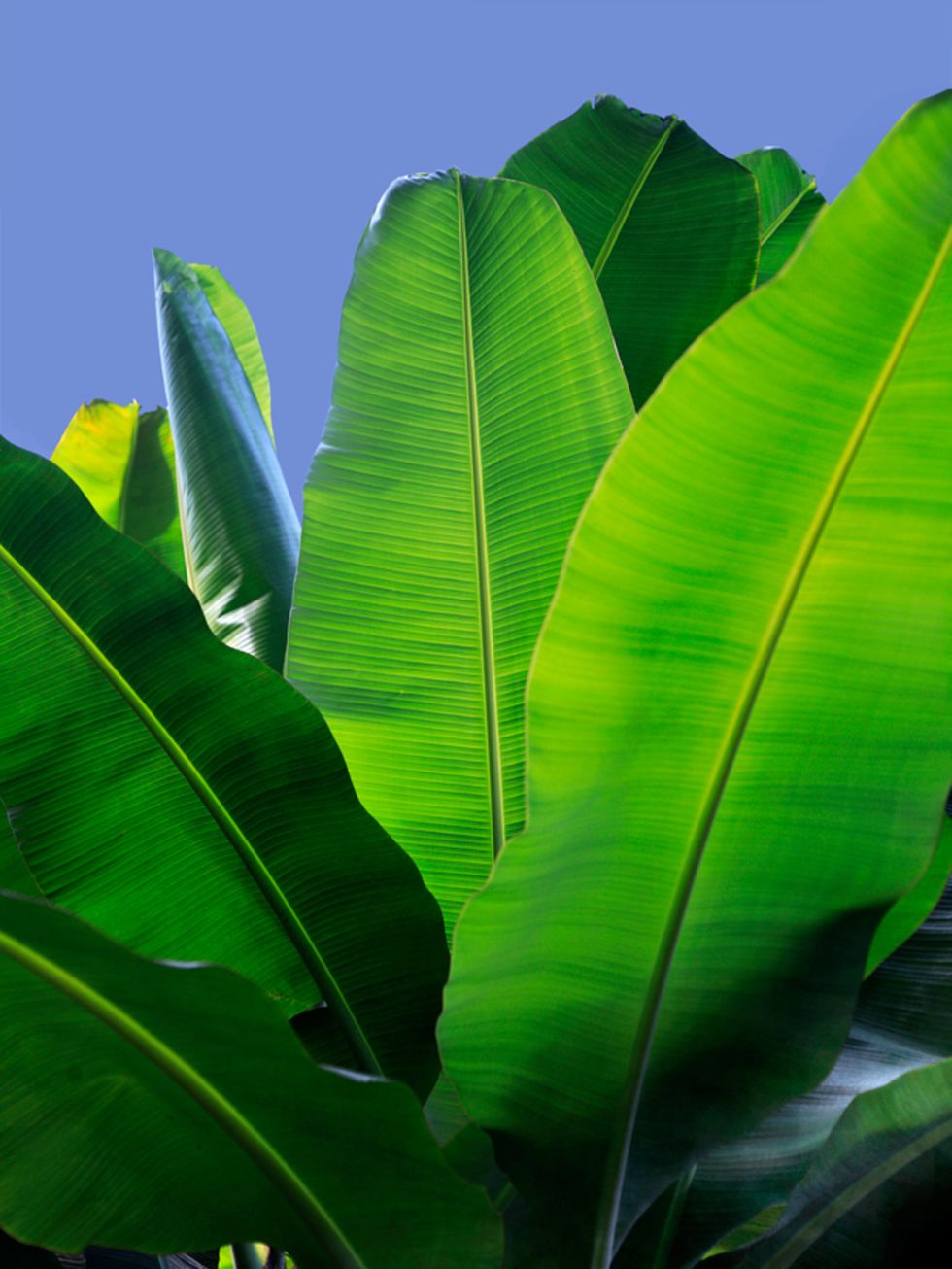 Leaf, Banana leaf, Green, Flower, Plant, Banana family, Terrestrial plant, Ensete, Botany, Flowering plant, 