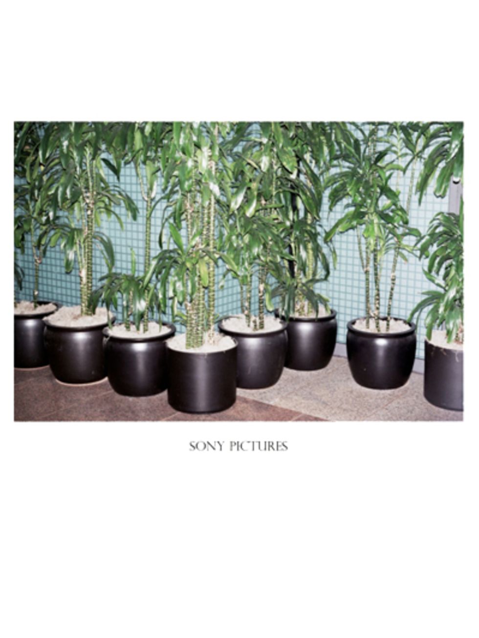 Plant, Flowerpot, Houseplant, Design, Annual plant, Plant stem, Compost, Pottery, Herb, 