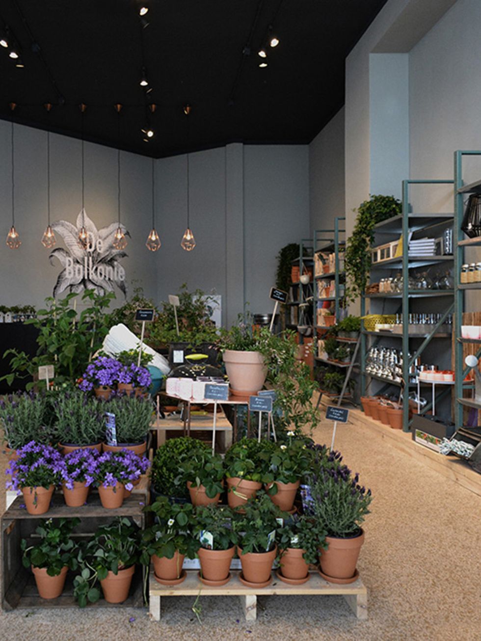 Flowerpot, Plant, Interior design, Interior design, Houseplant, Light fixture, Shelf, Annual plant, Shelving, Decoration, 