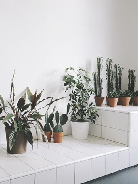 Flowerpot, Plant, Wall, Interior design, Botany, Houseplant, Terrestrial plant, Vase, Plant stem, Tile, 