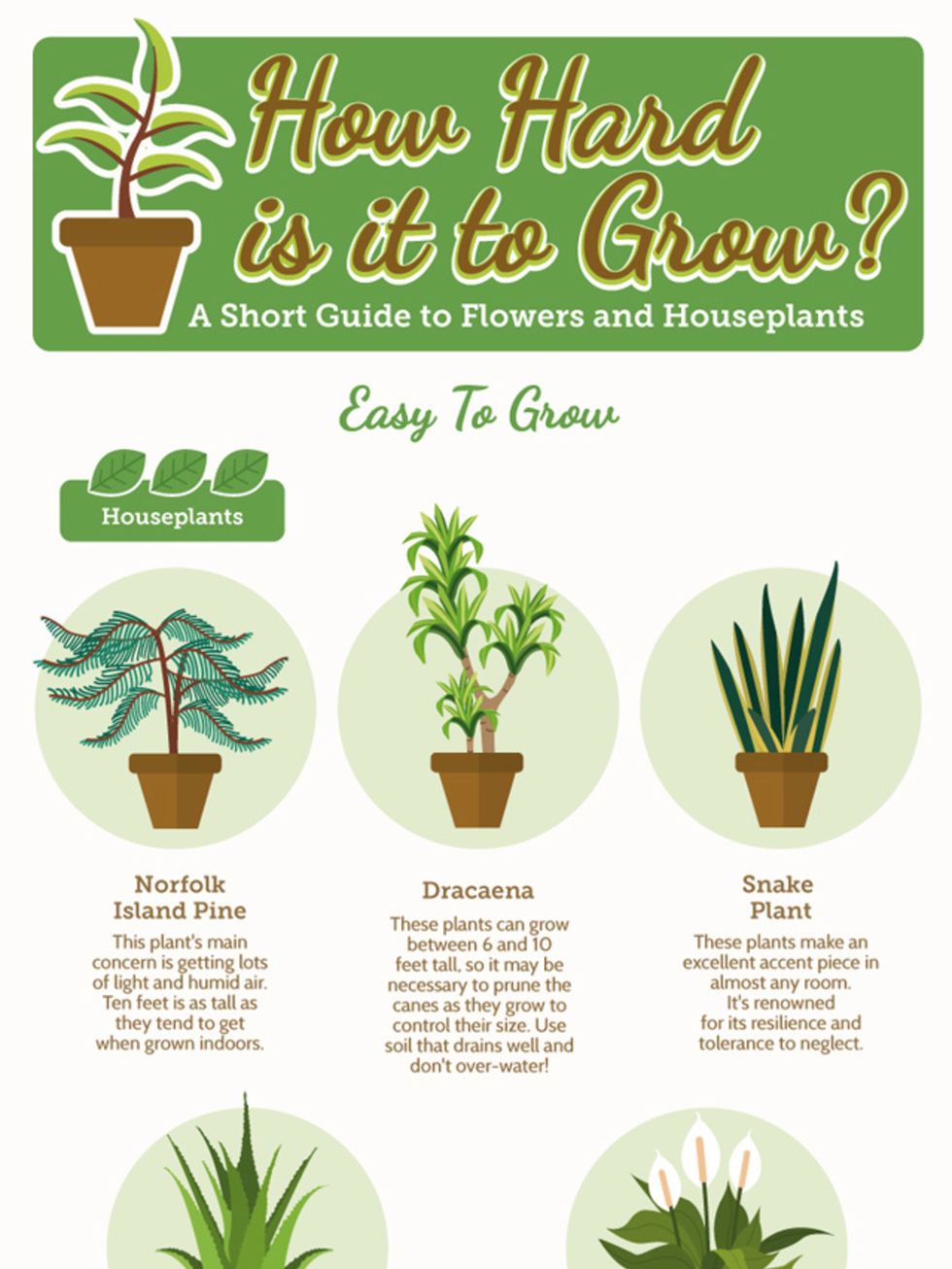 Green, Organism, Leaf, Botany, Terrestrial plant, Plant stem, Flowering plant, Vascular plant, Herb, Perennial plant, 