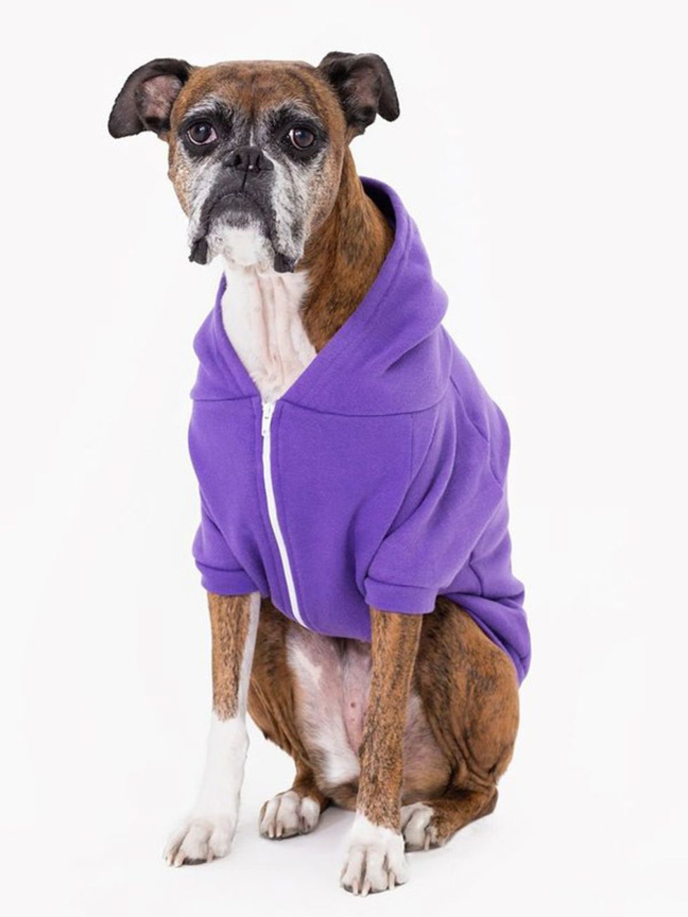 Dog clothes, Dog breed, Dog, Dog supply, Carnivore, Purple, Snout, Fawn, Working animal, Violet, 