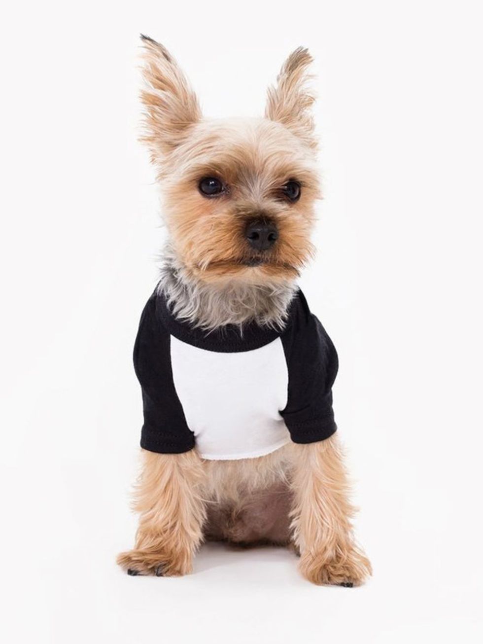 Dog breed, Dog clothes, Dog, Dog supply, Carnivore, Mammal, Small terrier, Terrier, Toy dog, Snout, 