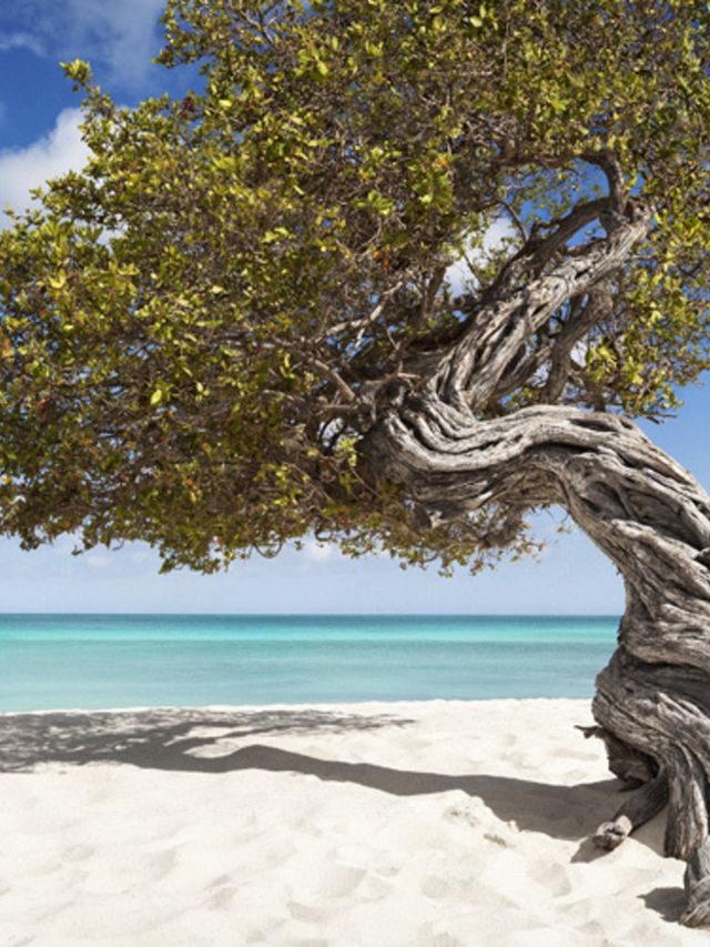 5-redenen-waarom-je-huwelijksreisbestemming-one-happy-island-Aruba-zou-moeten-zijn