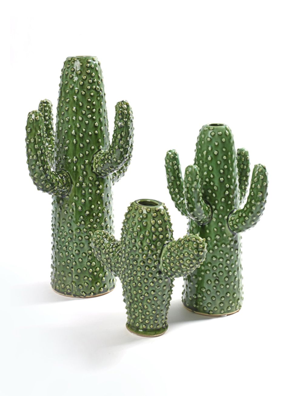 Green, Terrestrial plant, Cactus, 