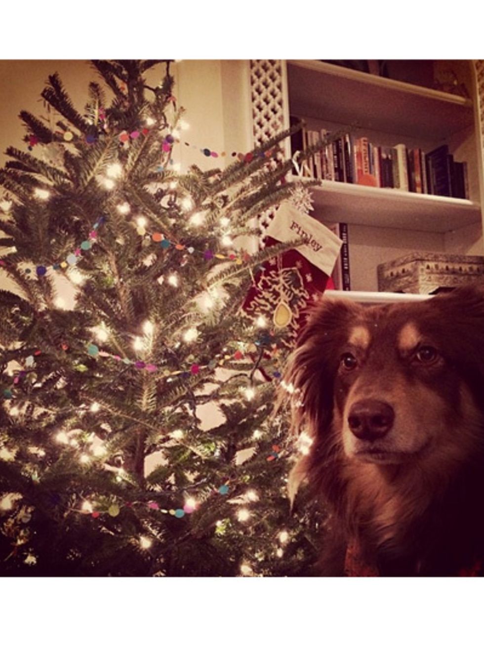 Dog breed, Dog, Christmas decoration, Christmas tree, Interior design, Room, Shelf, Interior design, Christmas ornament, Home, 