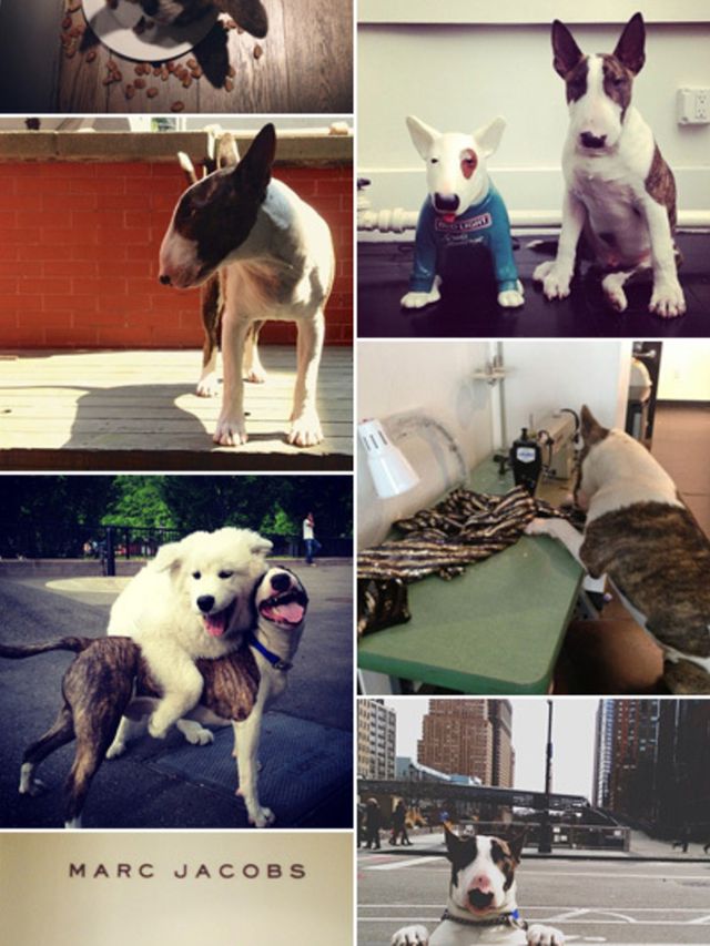 Marc-Jacobs-hond-op-Instagram