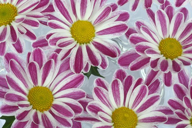 Flowering plant, Flower, Petal, Plant, Marguerite daisy, Pink, Daisy family, Wildflower, chamomile, Floral design, 
