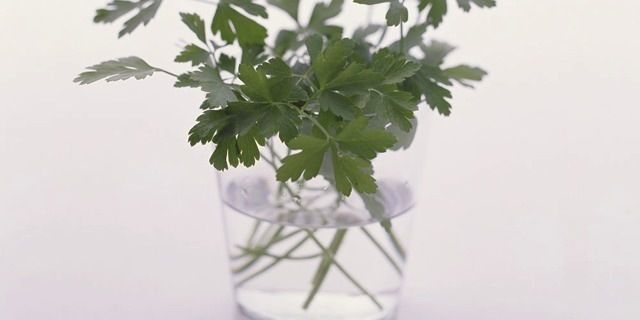 Green, Leaf, Glass, Ingredient, Herb, Vase, Annual plant, Plant stem, Transparent material, Coriander, 