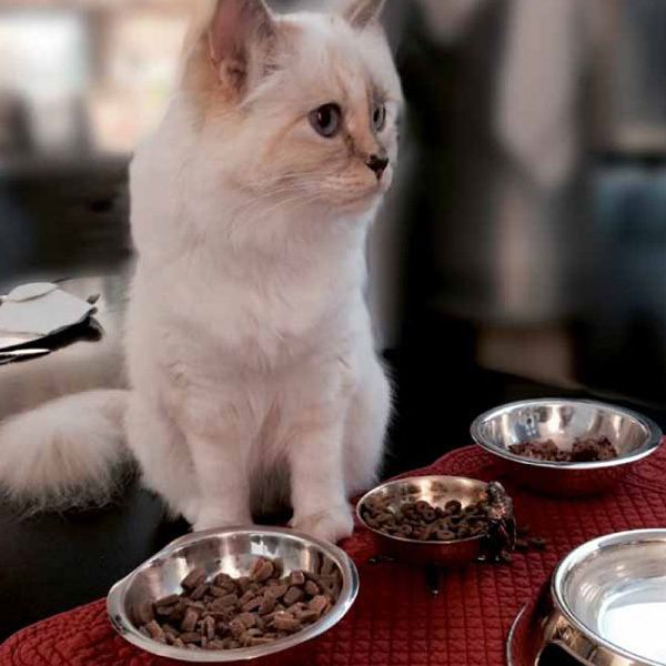 Whiskers, Cat, Felidae, Serveware, Small to medium-sized cats, Vertebrate, Carnivore, Dishware, Cuisine, Tableware, 