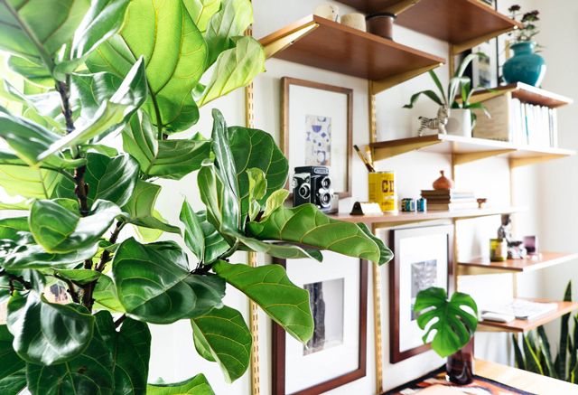 Plant, Green, Leaf, Houseplant, Shelving, Interior design, Shelf, Plywood, Plant stem, Flowerpot, 