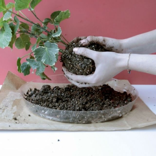 Ingredient, Flowerpot, Soil, Houseplant, Annual plant, Herb, Compost, Fertilizer, 