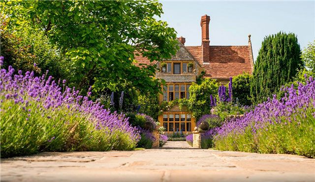 Plant, Shrub, Purple, Flower, Lavender, House, Garden, Violet, Home, Magenta, 