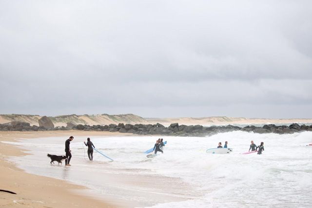 Carnivore, Vacation, Shore, Sand, Dog, Beach, Canidae, People on beach, Wave, Wind wave, 