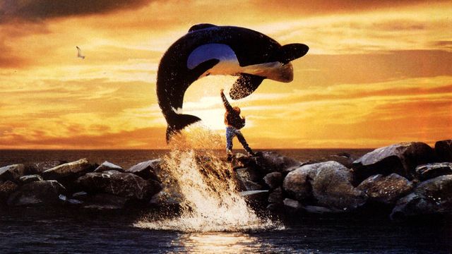 Fluid, Liquid, Dolphin, Cetacea, Sunset, Jumping, Marine mammal, Wind, Whale, Dusk, 